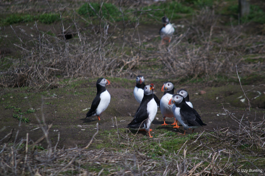 Group of puffins on the Farne Islands